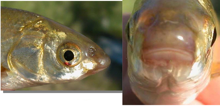 Parachondrostoma miegii_02.jpg